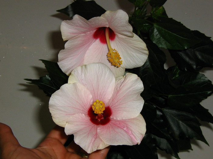 2516309190075666569PDbWtr_fs - Hibiscusi