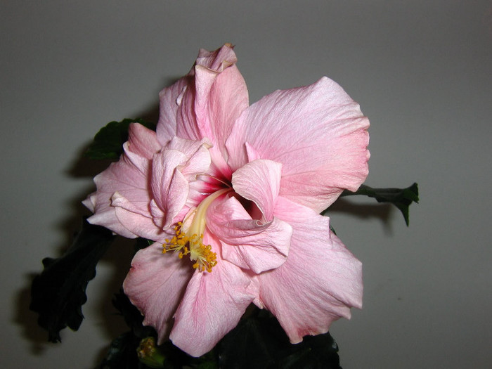 2521817170075666569KQUWVf_fs - Hibiscusi