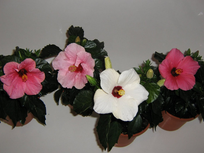 2524706880075666569uvGHrr_fs - Hibiscusi