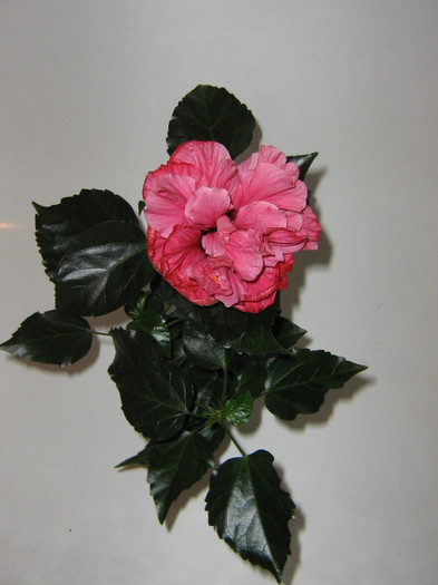 2539765570075666569JBvhlq_fs - Hibiscusi