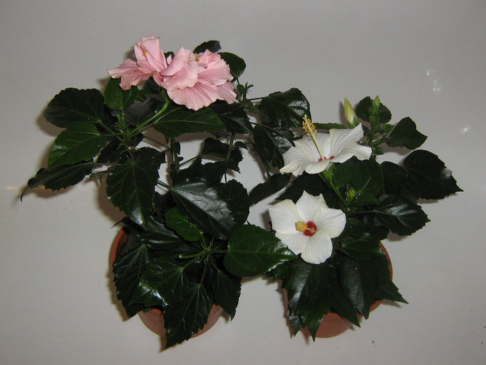 2543126740075666569RocBHE_fs - Hibiscusi