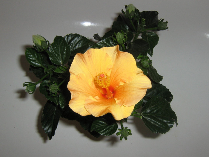 2543968580075666569GMtgCB_fs - Hibiscusi