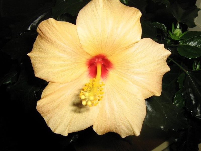 2555914380075666569fYDmUU_ph - Hibiscusi