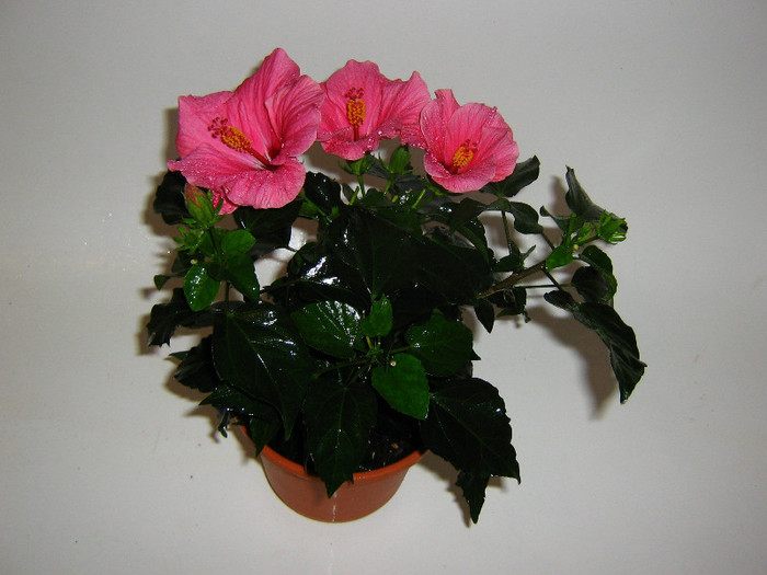 2561213500075666569cORXNb_fs - Hibiscusi