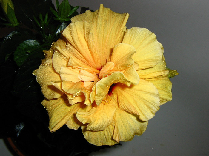 2565061040075666569fPBjMj_fs - Hibiscusi