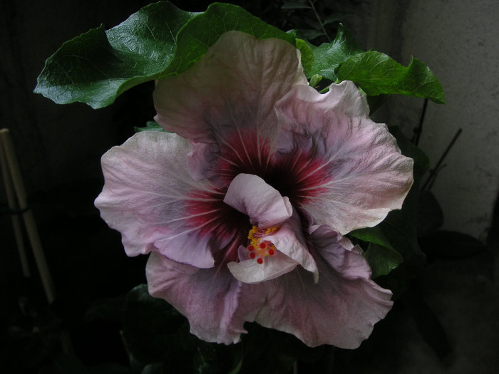 2571138270075666569OYBnwM_fs - Hibiscusi