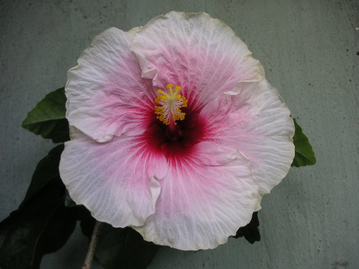 2576951990075666569HoDzxl_fs - Hibiscusi