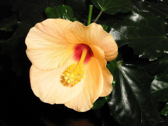 2582328390075666569HmCTfk_ph - Hibiscusi