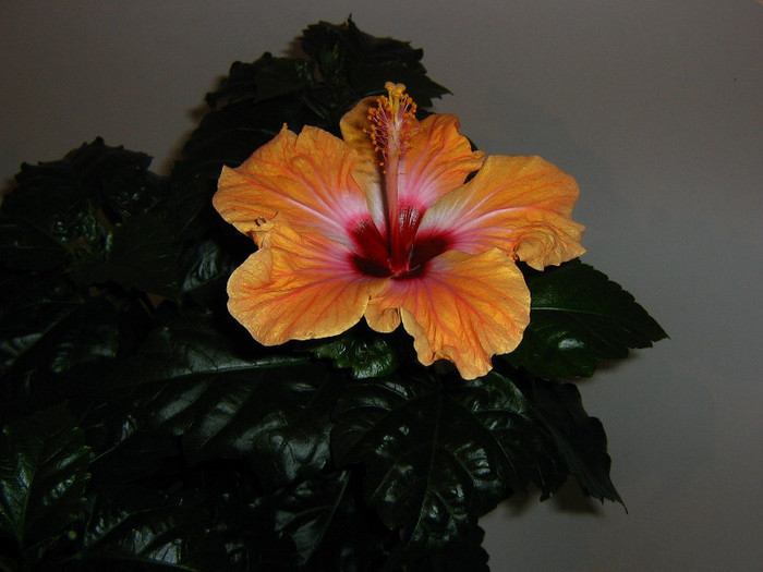 2592679770075666569qPjgZb_fs - Hibiscusi