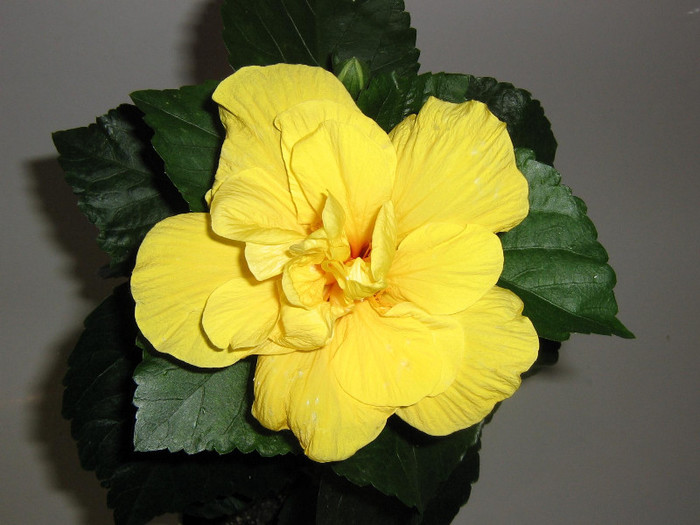 2594645500075666569CHgFIt_fs - Hibiscusi