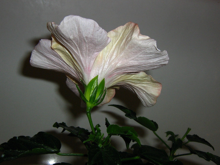 2599051330075666569zffomO_fs - Hibiscusi