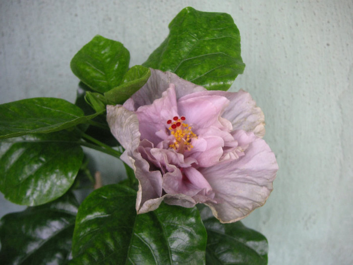 2603227290075666569Giknwf_fs - Hibiscusi