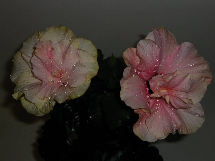 2617157280075666569bLsBwh_fs - Hibiscusi