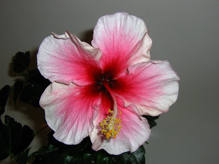 2618217650075666569gWjZrZ_fs - Hibiscusi