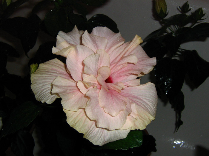 2619960990075666569aQwJfY_fs - Hibiscusi