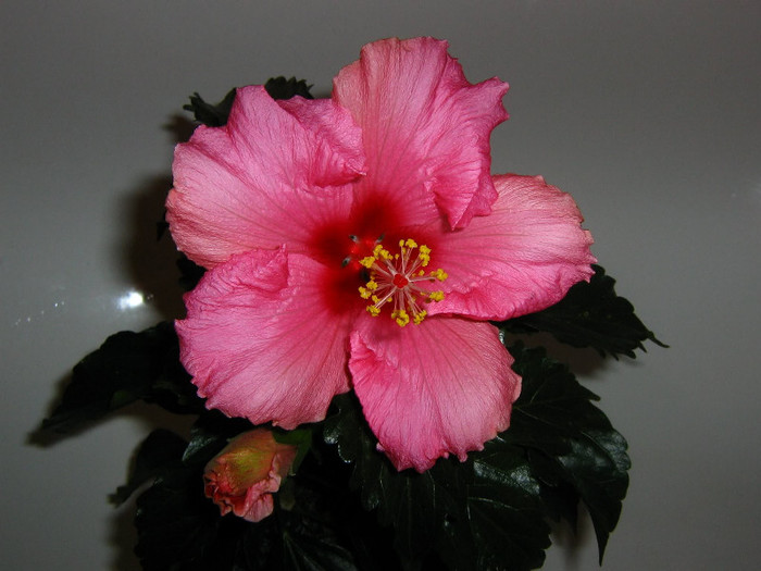 2621810110075666569jCrFGi_fs - Hibiscusi