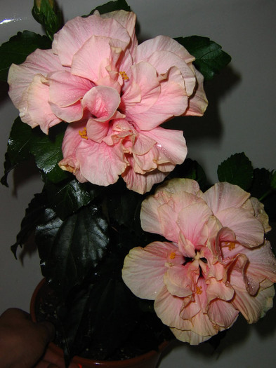 2623065660075666569MsbEeF_fs - Hibiscusi