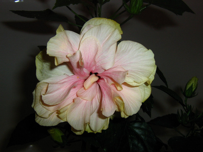 2629928520075666569dEOcDG_fs - Hibiscusi