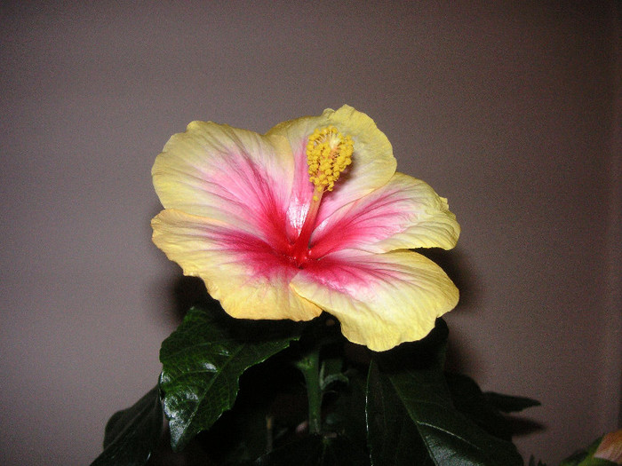 2633674540075666569idrywA_fs - Hibiscusi