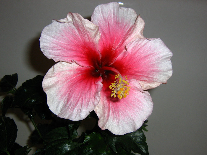 2637434970075666569pHaPpv_fs - Hibiscusi