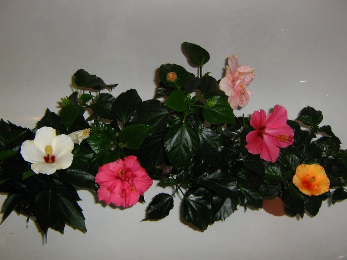 2639545280075666569OHqcKg_fs - Hibiscusi