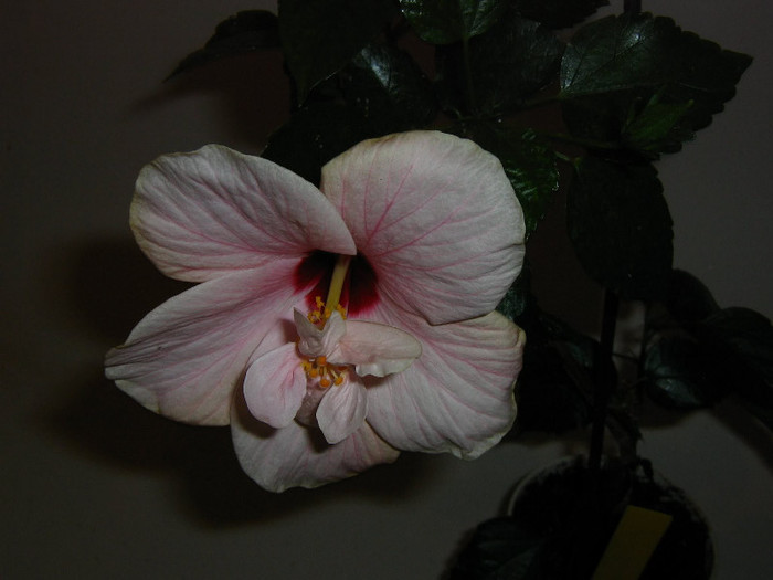 2642457160075666569QqNUlC_fs - Hibiscusi