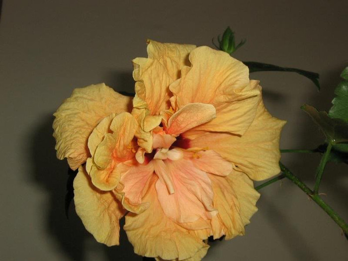 2645212270075666569ImkEEo_ph - Hibiscusi