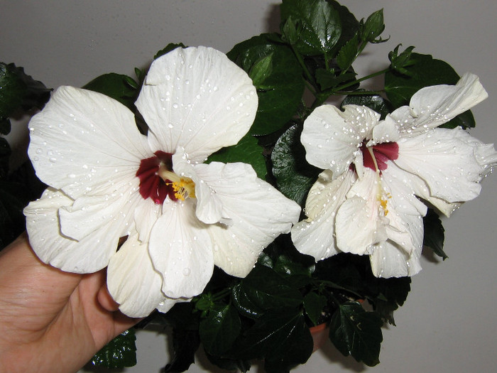 2646068750075666569sScHwO_fs - Hibiscusi