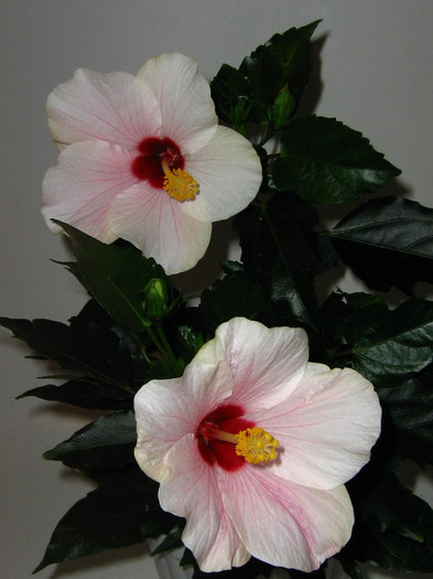 2646855410075666569QbDOUk_fs - Hibiscusi