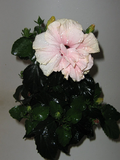 2649554660075666569hVJLpb_fs - Hibiscusi