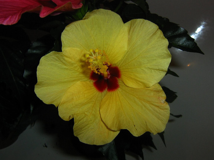 2659151710075666569KrdfGx_fs - Hibiscusi