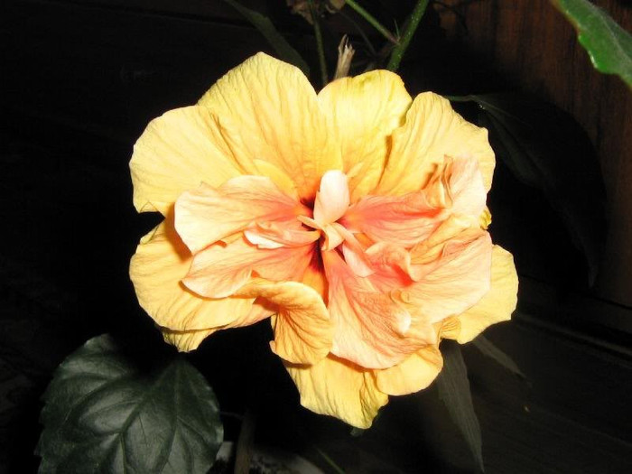 2659879020075666569BwcBDB_ph - Hibiscusi