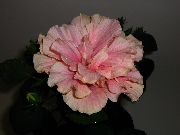 2670065360075666569HhFtft_fs - Hibiscusi