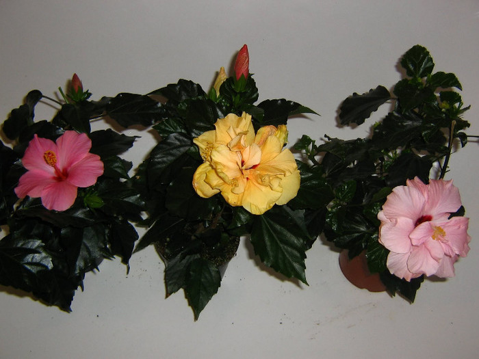 2671696280075666569ooalsf_fs - Hibiscusi