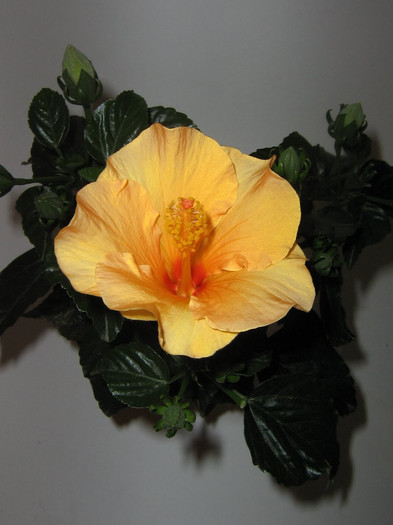 2676008060075666569bHYPzH_fs - Hibiscusi