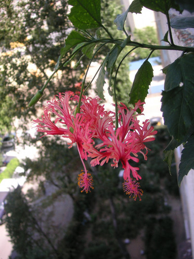 2679514850075666569mYOqHo_fs - Hibiscusi