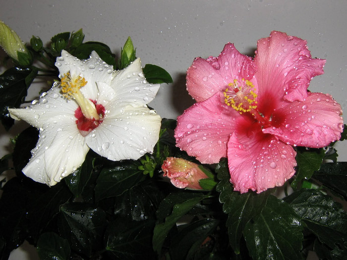 2685165000075666569BjlLeZ_fs - Hibiscusi