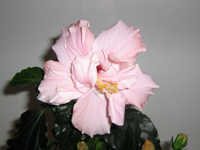 2689422200075666569vXQoHK_fs - Hibiscusi