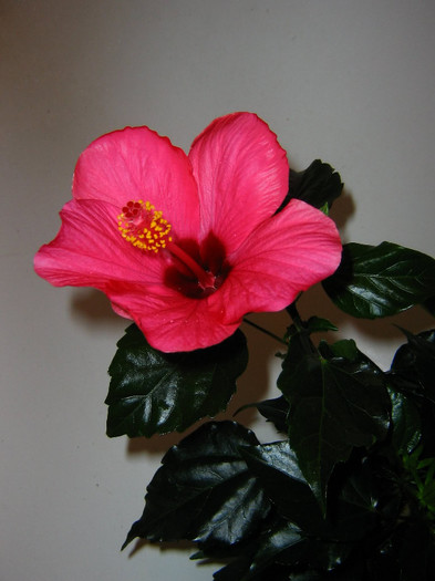 2698102090075666569RPfuOp_fs - Hibiscusi