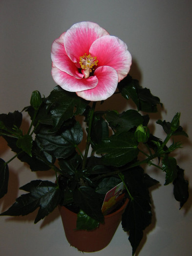 2705243460075666569enzGgK_fs - Hibiscusi