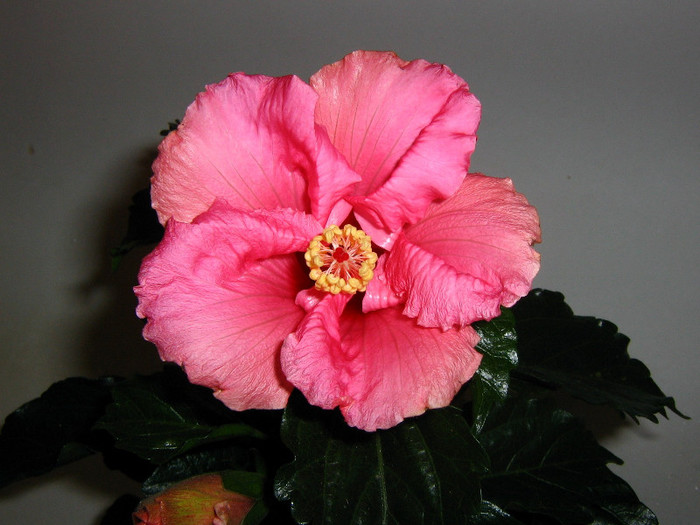 2708844590075666569dmDaLm_fs - Hibiscusi