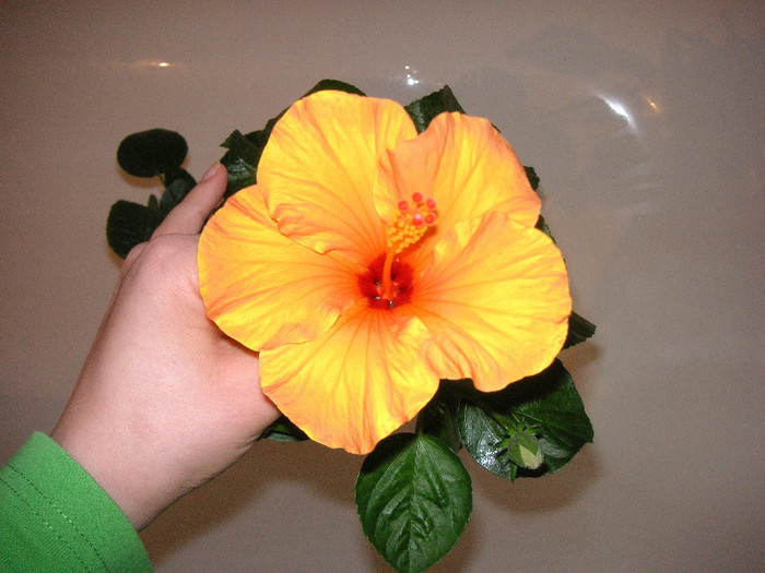 2717850070075666569eyulDs_fs - Hibiscusi