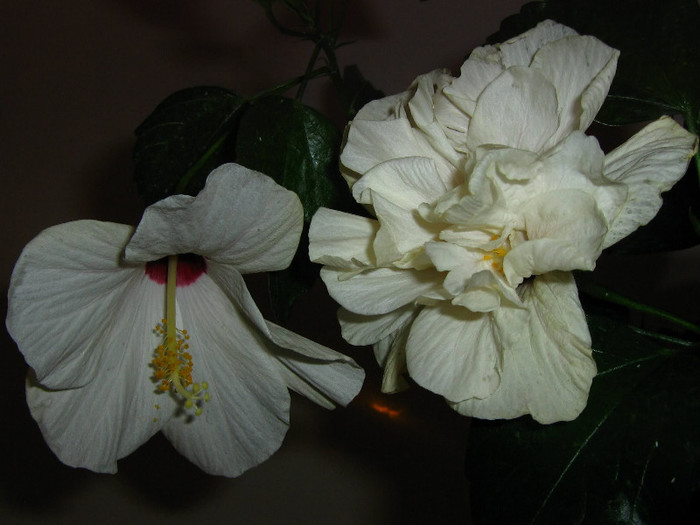 2720274000075666569zLYtEo_fs - Hibiscusi