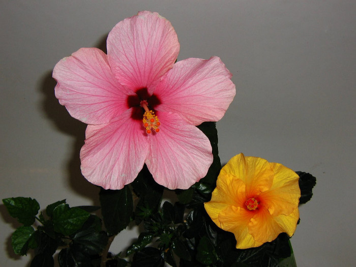 2722256080075666569UQneDO_fs - Hibiscusi