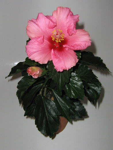 2722423020075666569OHVoHp_fs - Hibiscusi