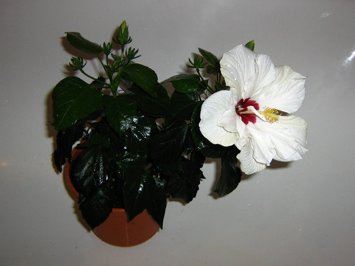 2745545450075666569MkRfvQ_fs - Hibiscusi