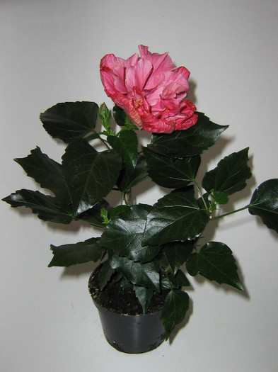 2747745040075666569XGDycp_fs - Hibiscusi