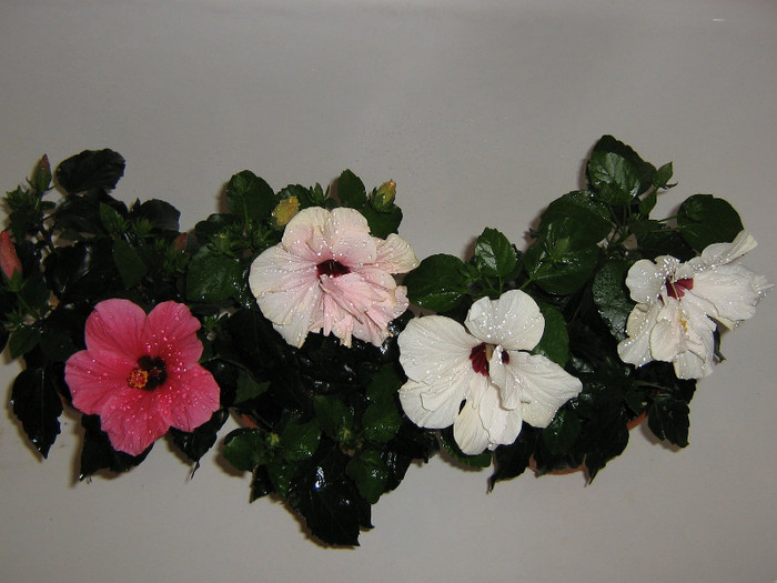 2753127470075666569WPgaNi_fs - Hibiscusi