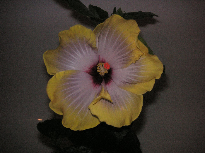 2757373620075666569jxczjJ_fs - Hibiscusi