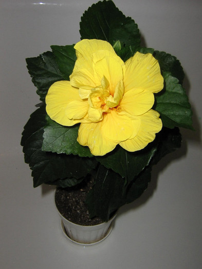 2758619900075666569vdwKtZ_fs - Hibiscusi